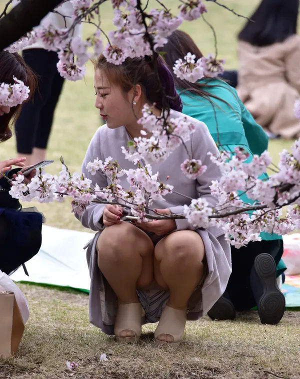 お花見で浮かれ気分な女の子のパンツを盗撮した画像ｗ 17 255032